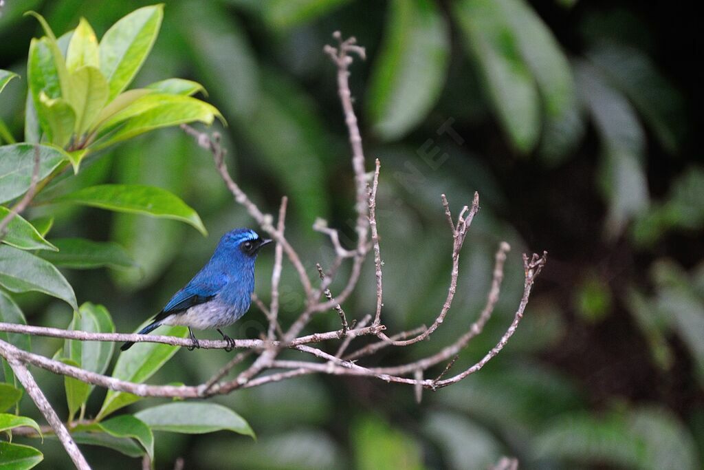 Indigo Flycatcher