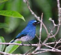 Indigo Flycatcher