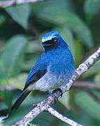 Indigo Flycatcher