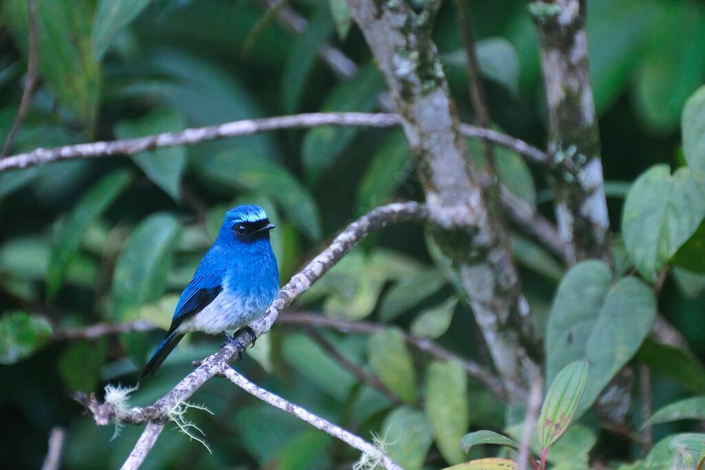 Indigo Flycatcheradult, identification