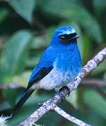 Indigo Flycatcher