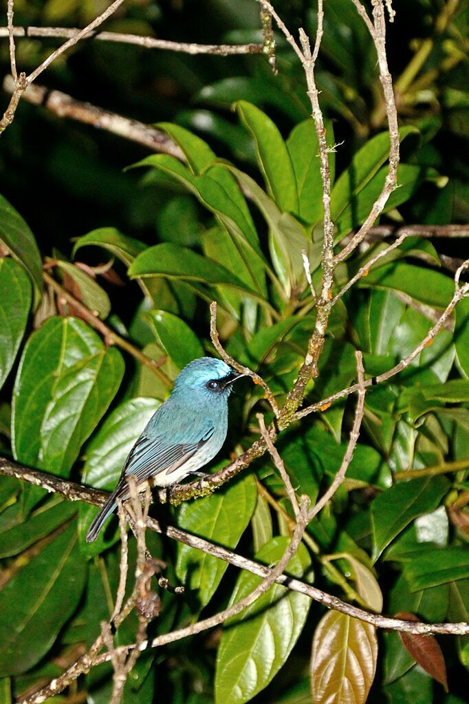 Indigo Flycatcher