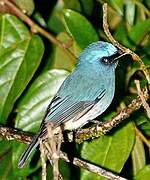 Indigo Flycatcher