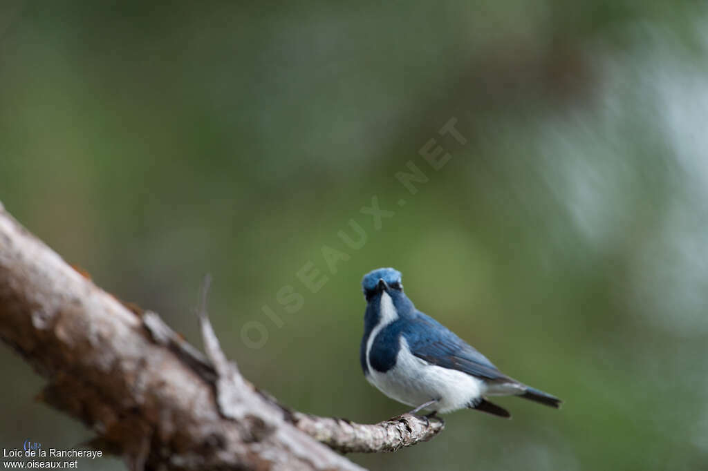 Ultramarine Flycatcher male adult, pigmentation, Behaviour