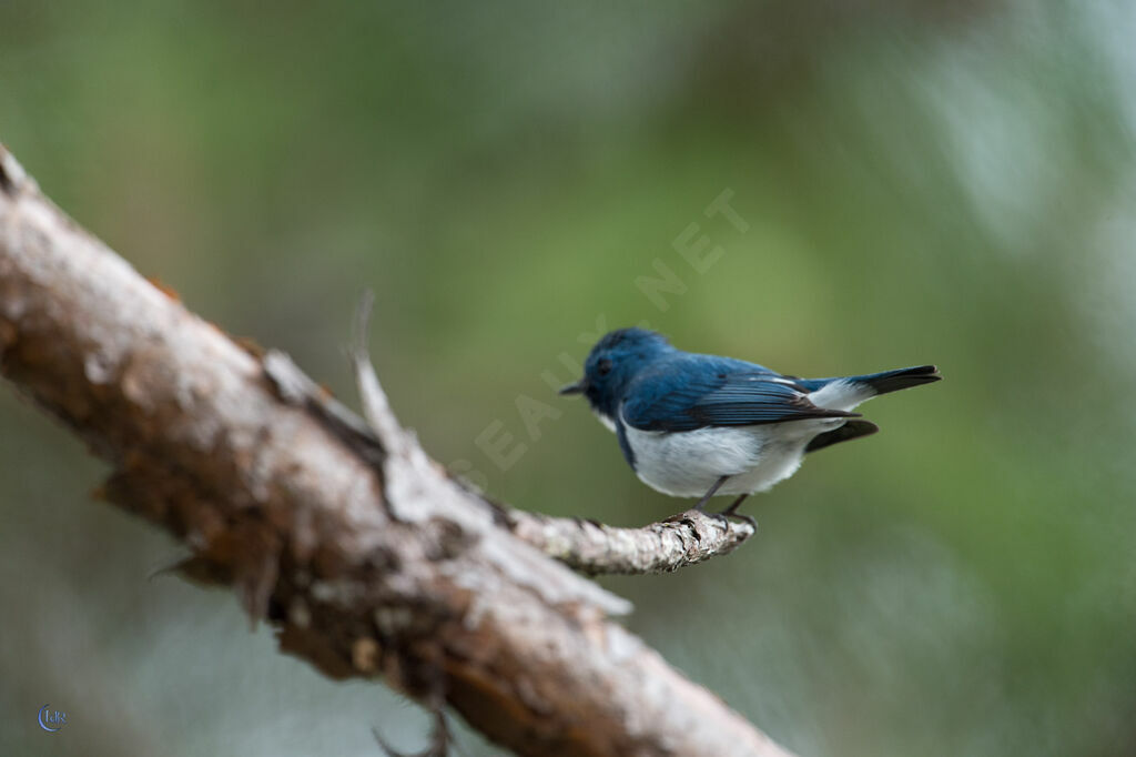 Ultramarine Flycatcher male adult