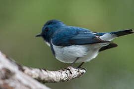 Ultramarine Flycatcher