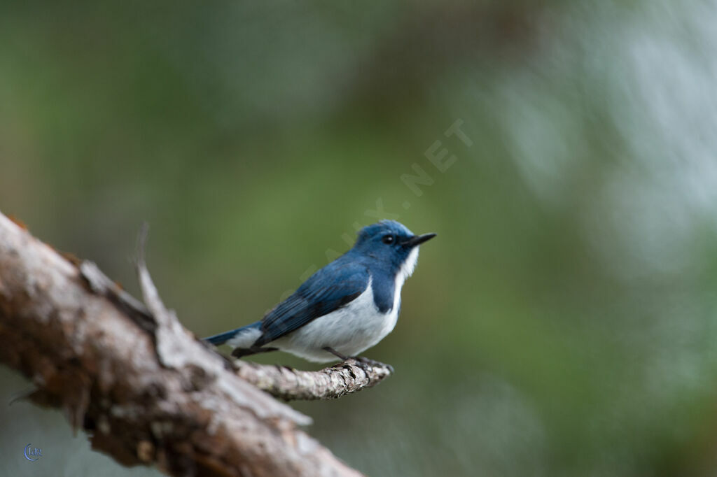 Ultramarine Flycatcher male adult