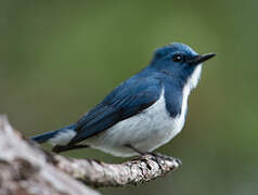 Ultramarine Flycatcher