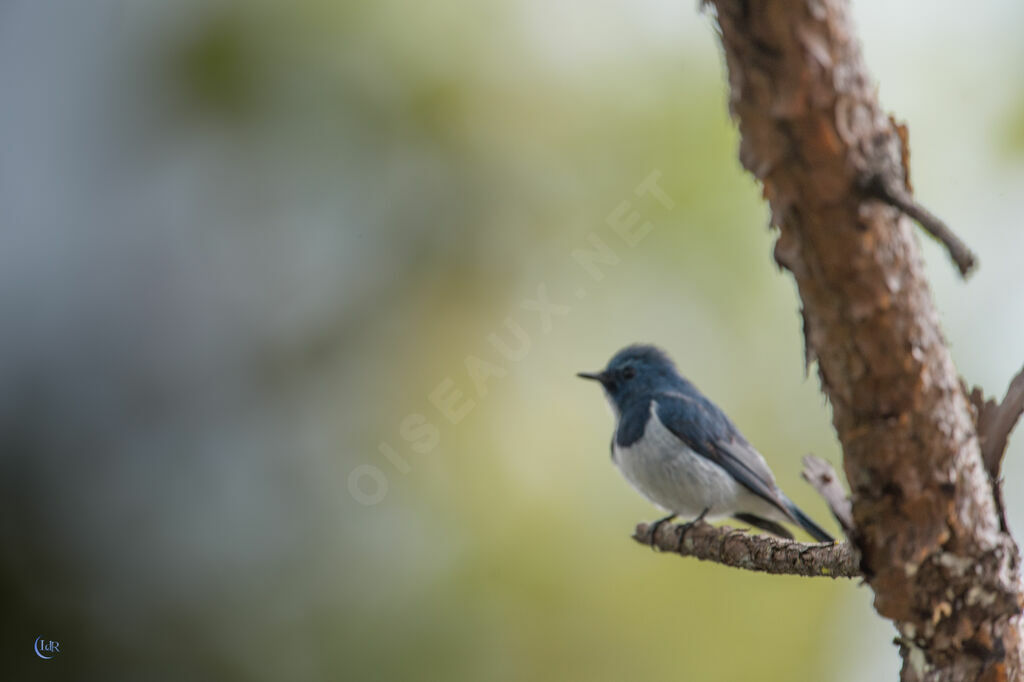 Ultramarine Flycatcher male adult