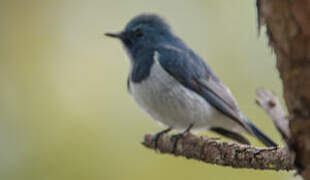 Ultramarine Flycatcher