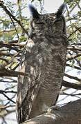 Greyish Eagle-Owl