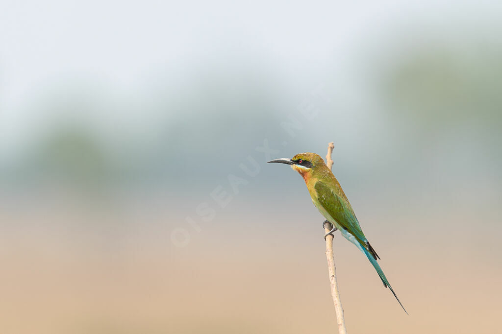 Blue-tailed Bee-eater