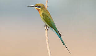 Blue-tailed Bee-eater