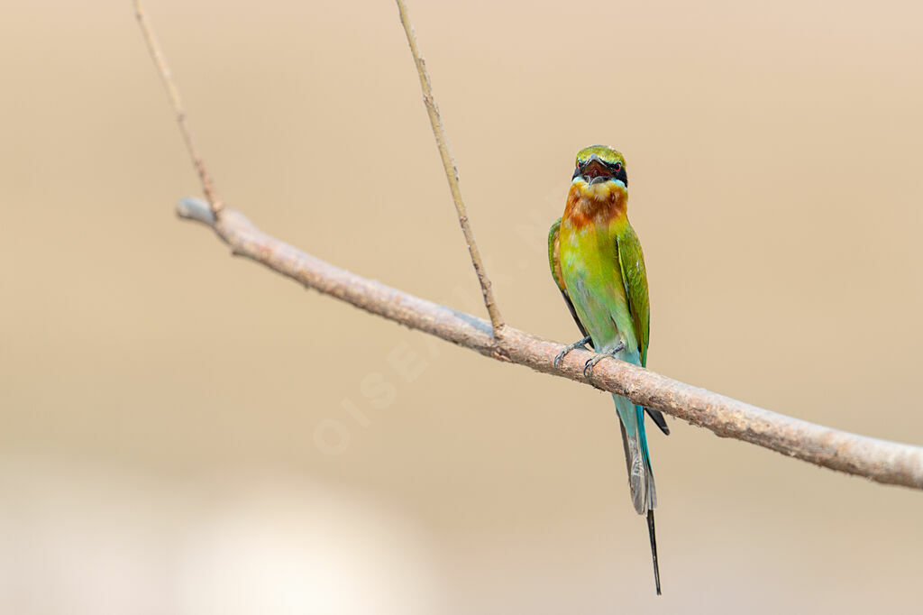 Blue-tailed Bee-eater