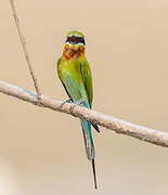 Blue-tailed Bee-eater