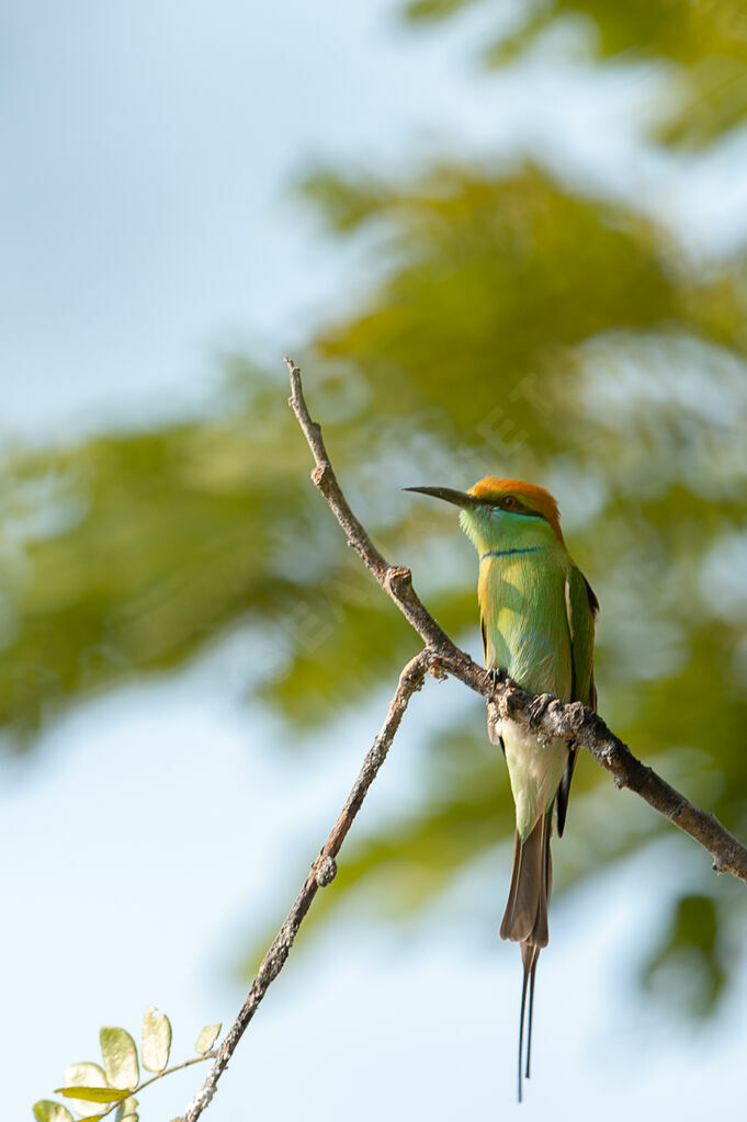 Green Bee-eater