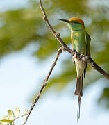 Green Bee-eater