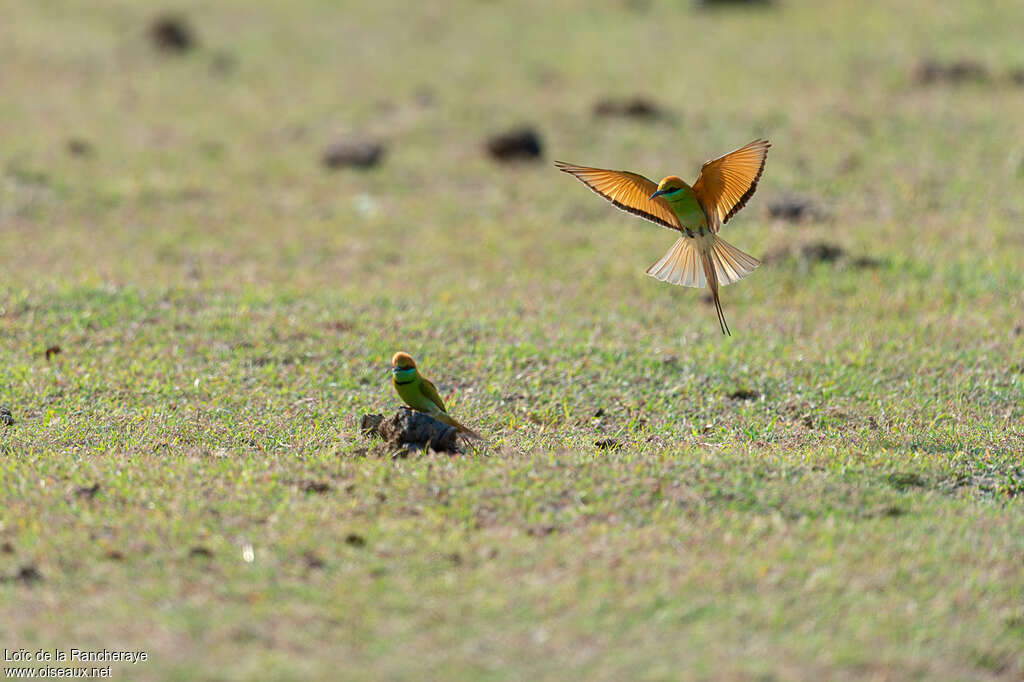 Asian Green Bee-eateradult, courting display