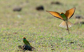 Green Bee-eater