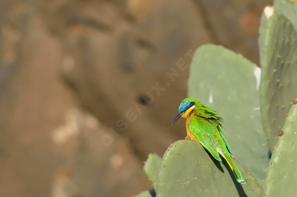 Ethiopian Bee-eater