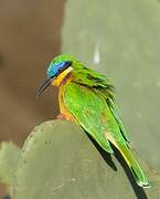 Ethiopian Bee-eater