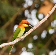 Chestnut-headed Bee-eater