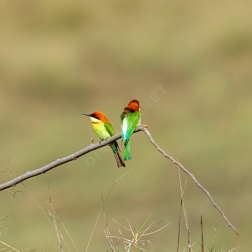 Chestnut-headed Bee-eater