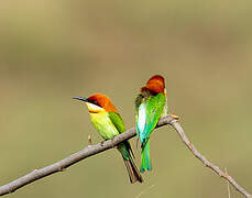 Chestnut-headed Bee-eater