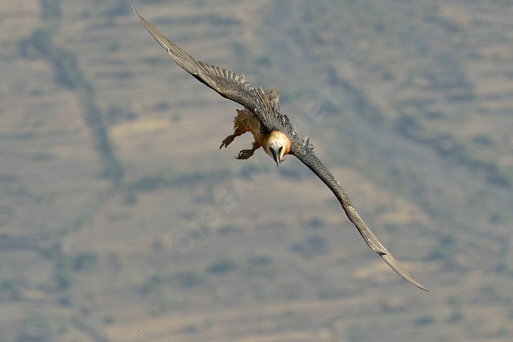 Bearded Vulture