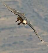 Bearded Vulture