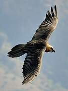 Bearded Vulture