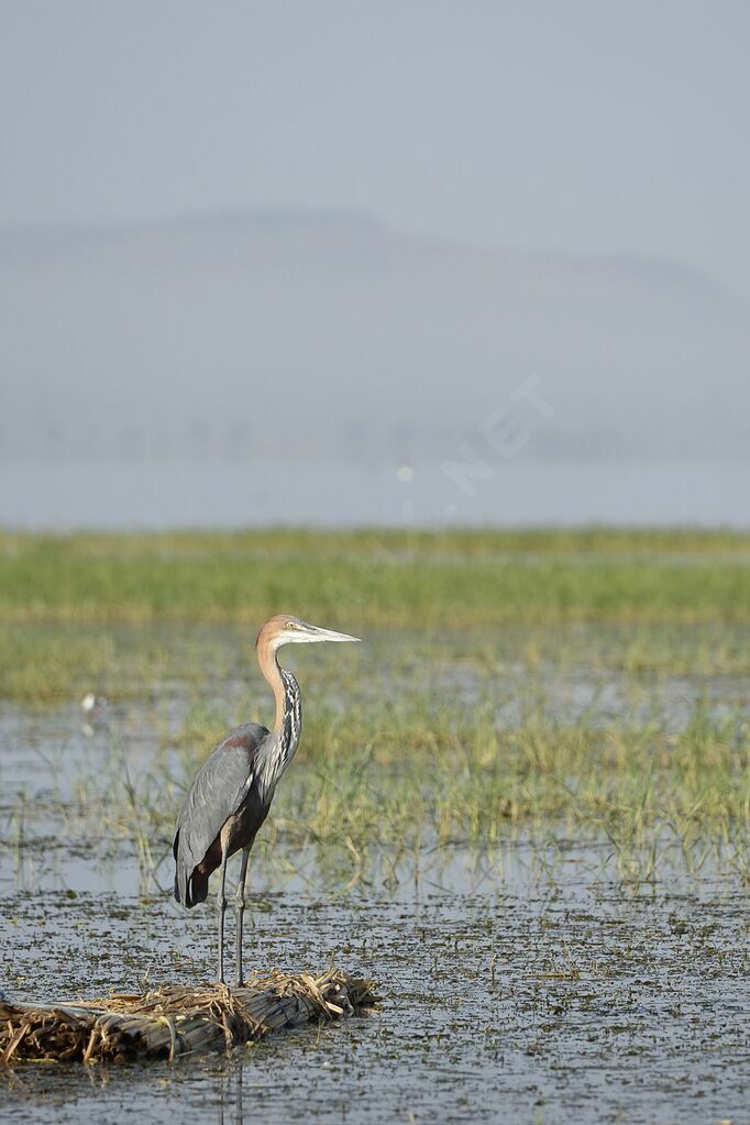 Goliath Heron