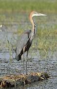 Goliath Heron