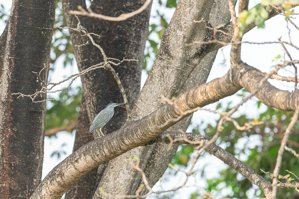 Striated Heron