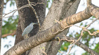 Striated Heron