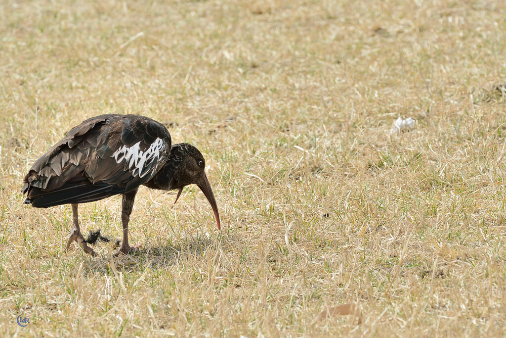 Wattled Ibis