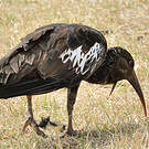 Ibis caronculé