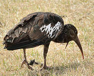 Ibis caronculé