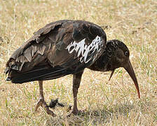 Wattled Ibis