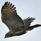 Aigle huppé