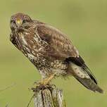 Buse variable