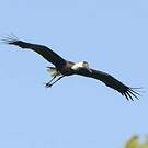 Cigogne épiscopale
