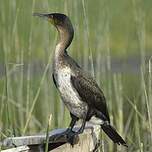 Cormoran à poitrine blanche