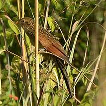 Coucal rufin