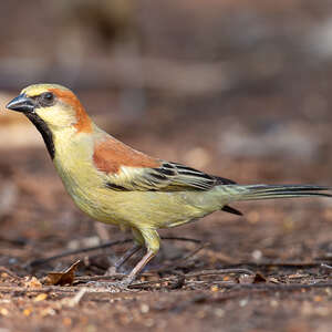 Moineau flavéole