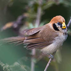 Paradoxornis fléché