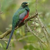 Trogon narina