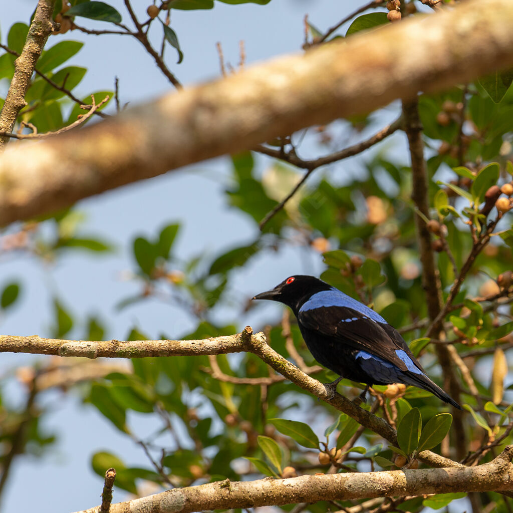 Asian Fairy-bluebird