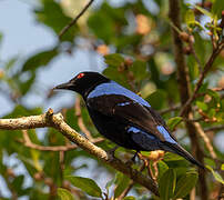 Asian Fairy-bluebird