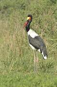 Saddle-billed Stork